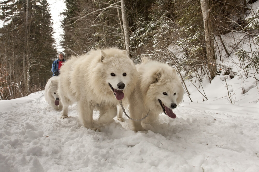 Alaska a ajuns in Romania. Un sport de iarna celebru in tarile nordice prinde teren in tara noastra - Imaginea 15
