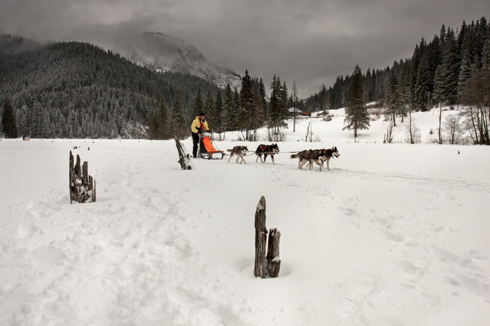 Alaska a ajuns in Romania. Un sport de iarna celebru in tarile nordice prinde teren in tara noastra - Imaginea 16