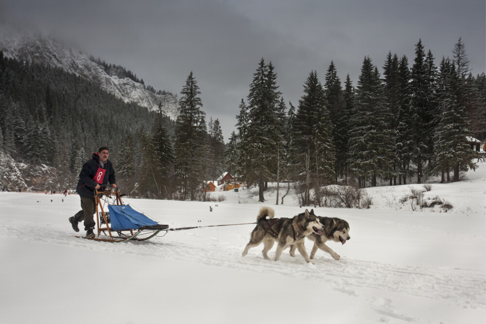 Alaska a ajuns in Romania. Un sport de iarna celebru in tarile nordice prinde teren in tara noastra - Imaginea 17