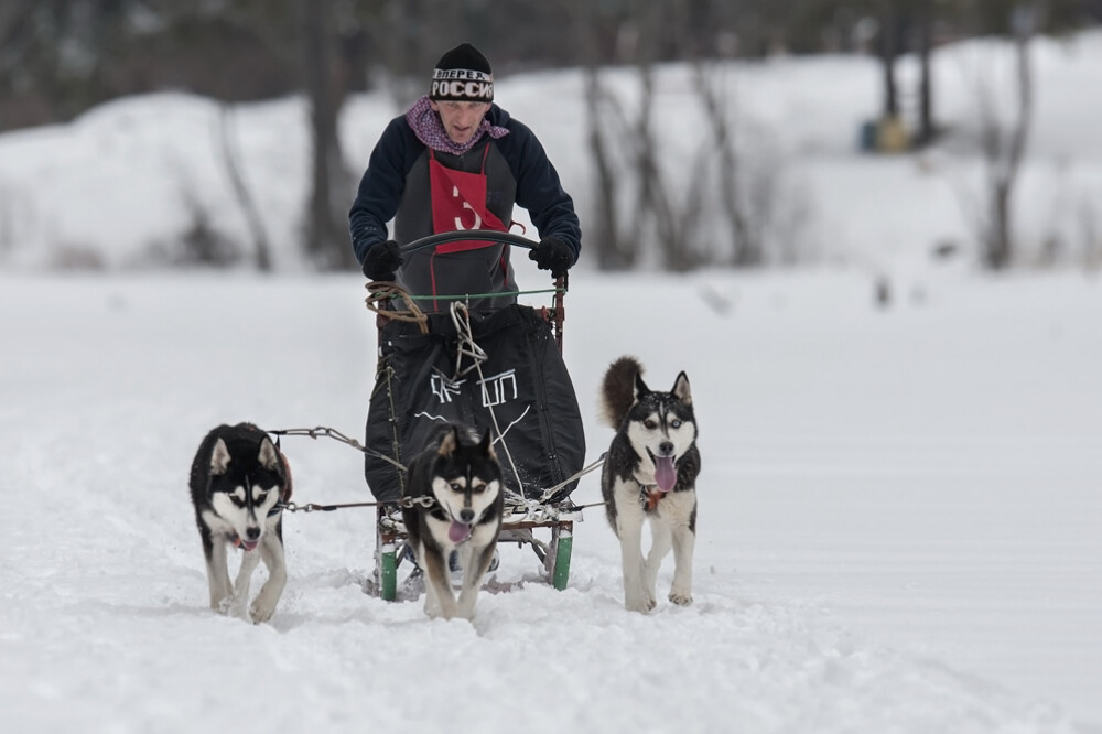 Alaska a ajuns in Romania. Un sport de iarna celebru in tarile nordice prinde teren in tara noastra - Imaginea 20