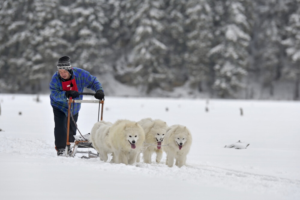 Alaska a ajuns in Romania. Un sport de iarna celebru in tarile nordice prinde teren in tara noastra - Imaginea 22