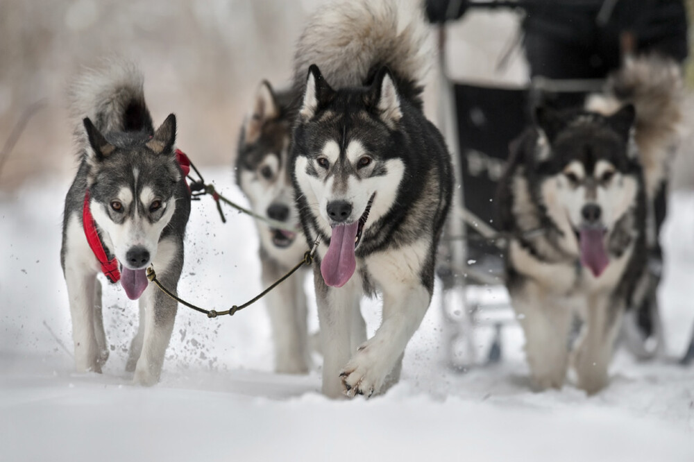 Alaska a ajuns in Romania. Un sport de iarna celebru in tarile nordice prinde teren in tara noastra - Imaginea 23