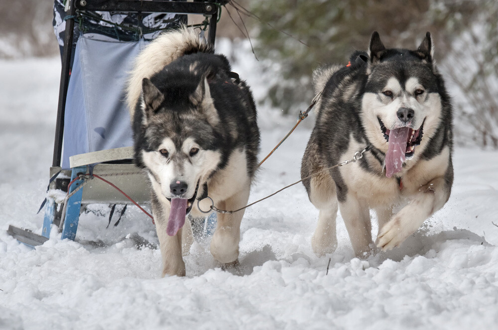 Alaska a ajuns in Romania. Un sport de iarna celebru in tarile nordice prinde teren in tara noastra - Imaginea 26