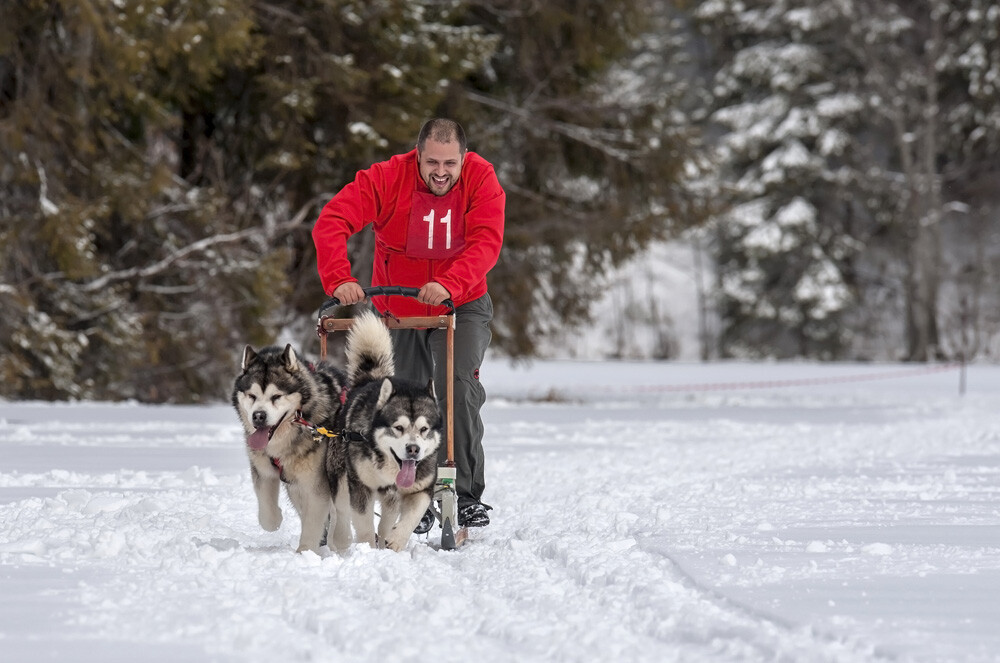 Alaska a ajuns in Romania. Un sport de iarna celebru in tarile nordice prinde teren in tara noastra - Imaginea 27