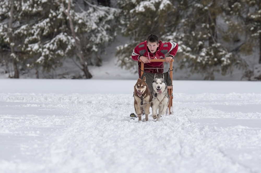 Alaska a ajuns in Romania. Un sport de iarna celebru in tarile nordice prinde teren in tara noastra - Imaginea 28
