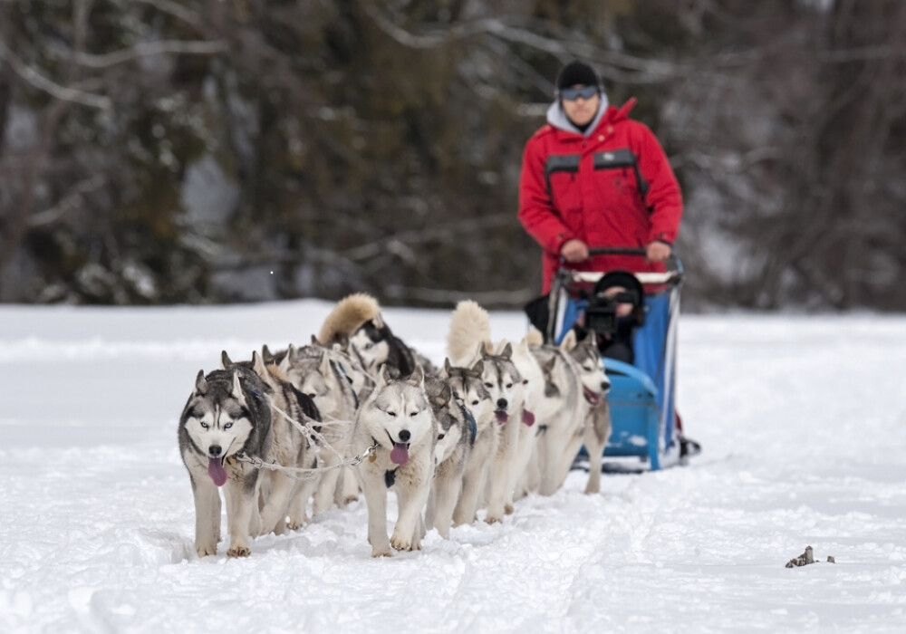 Alaska a ajuns in Romania. Un sport de iarna celebru in tarile nordice prinde teren in tara noastra - Imaginea 29