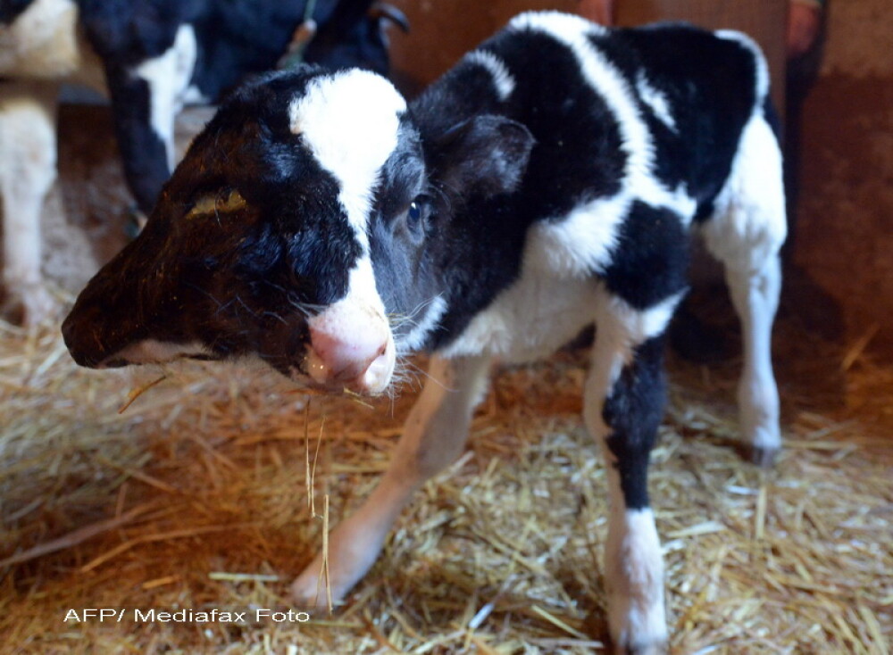Un vitel cu doua capete s-a nascut in Maroc. Cum au reactionat oamenii - Imaginea 1