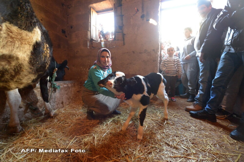 Un vitel cu doua capete s-a nascut in Maroc. Cum au reactionat oamenii - Imaginea 2