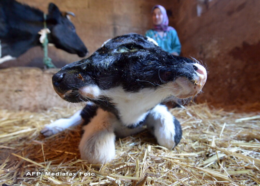 Un vitel cu doua capete s-a nascut in Maroc. Cum au reactionat oamenii - Imaginea 3