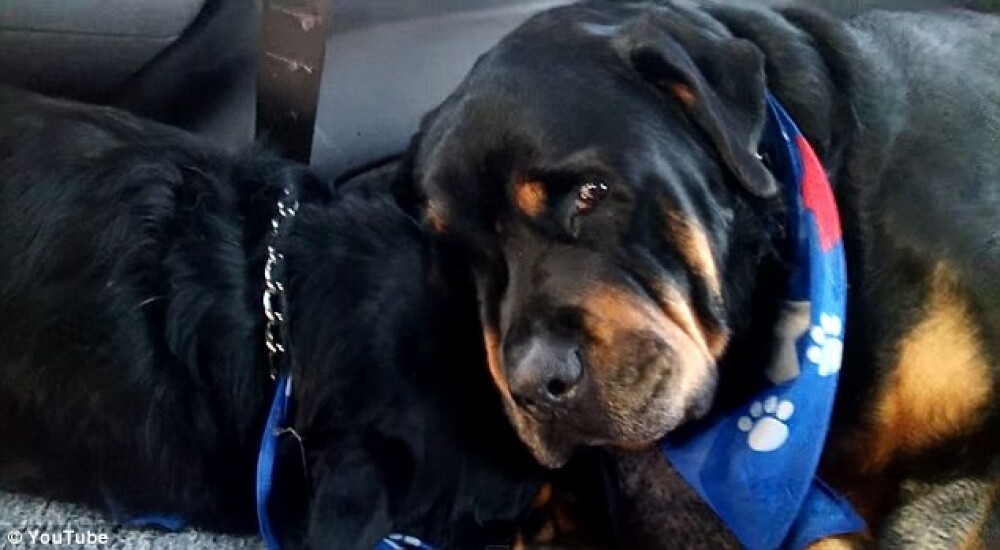 Imagini tulburatoare cu un caine rottweiler care isi plange fratele mort. VIDEO - Imaginea 1