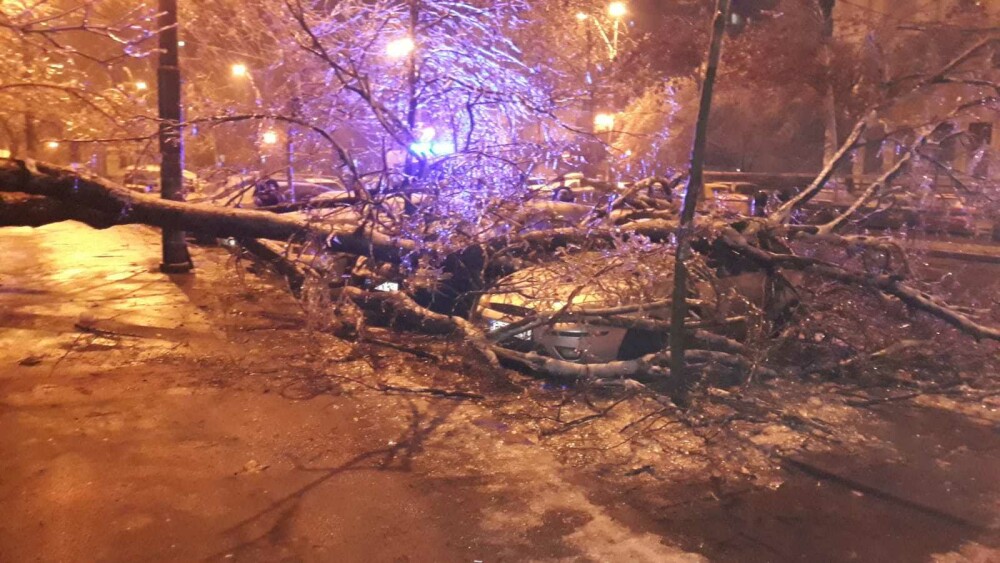 Scene ”apocaliptice” cu sute de copaci căzuți din cauza ploii înghețate. GALERIE FOTO - Imaginea 10