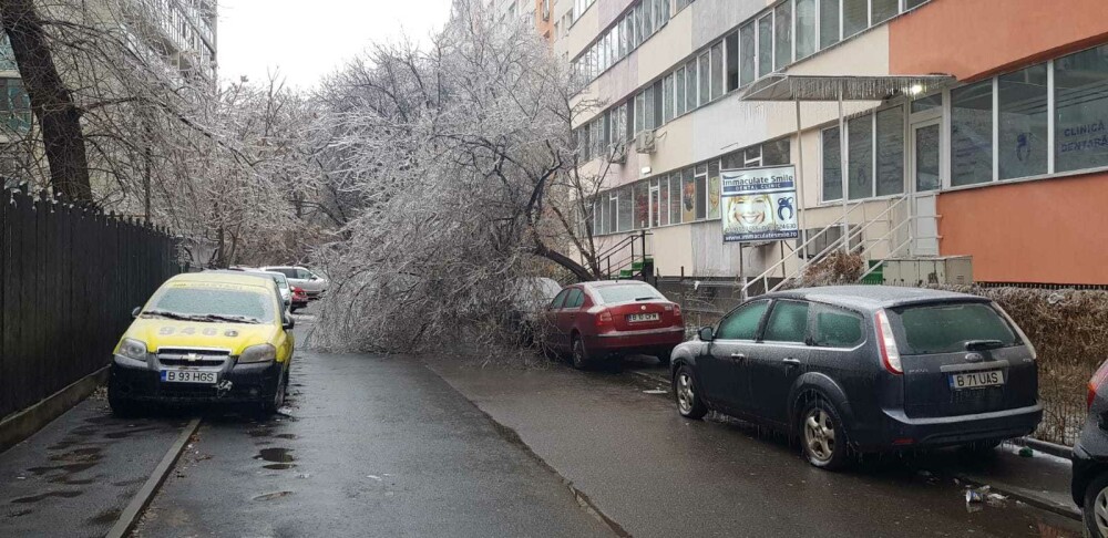 Scene ”apocaliptice” cu sute de copaci căzuți din cauza ploii înghețate. GALERIE FOTO - Imaginea 5