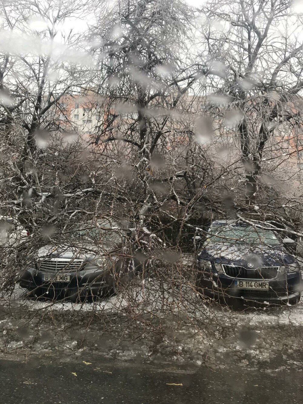 Scene ”apocaliptice” cu sute de copaci căzuți din cauza ploii înghețate. GALERIE FOTO - Imaginea 23