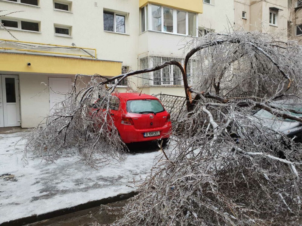 Scene ”apocaliptice” cu sute de copaci căzuți din cauza ploii înghețate. GALERIE FOTO - Imaginea 28