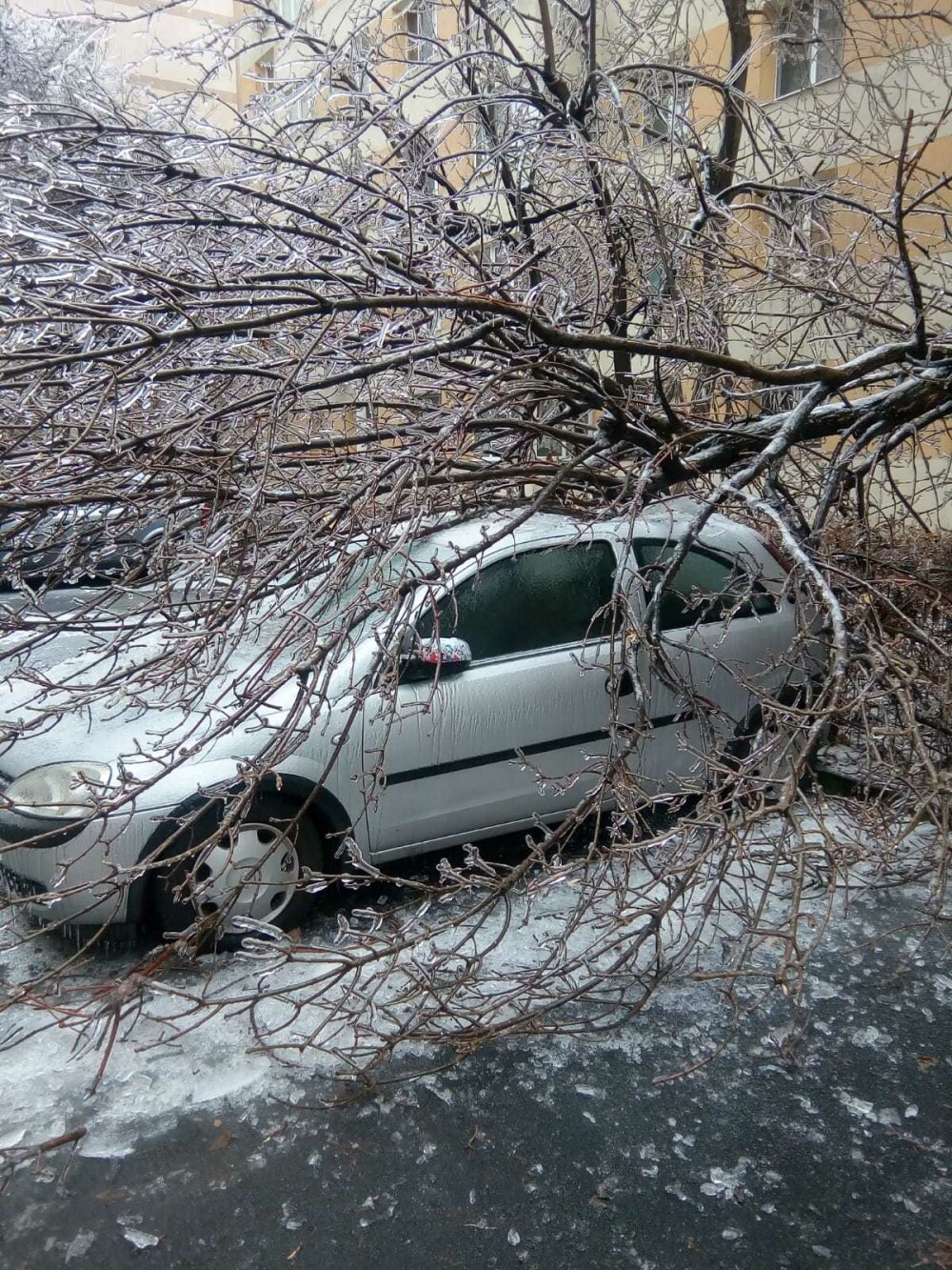 Scene ”apocaliptice” cu sute de copaci căzuți din cauza ploii înghețate. GALERIE FOTO - Imaginea 31