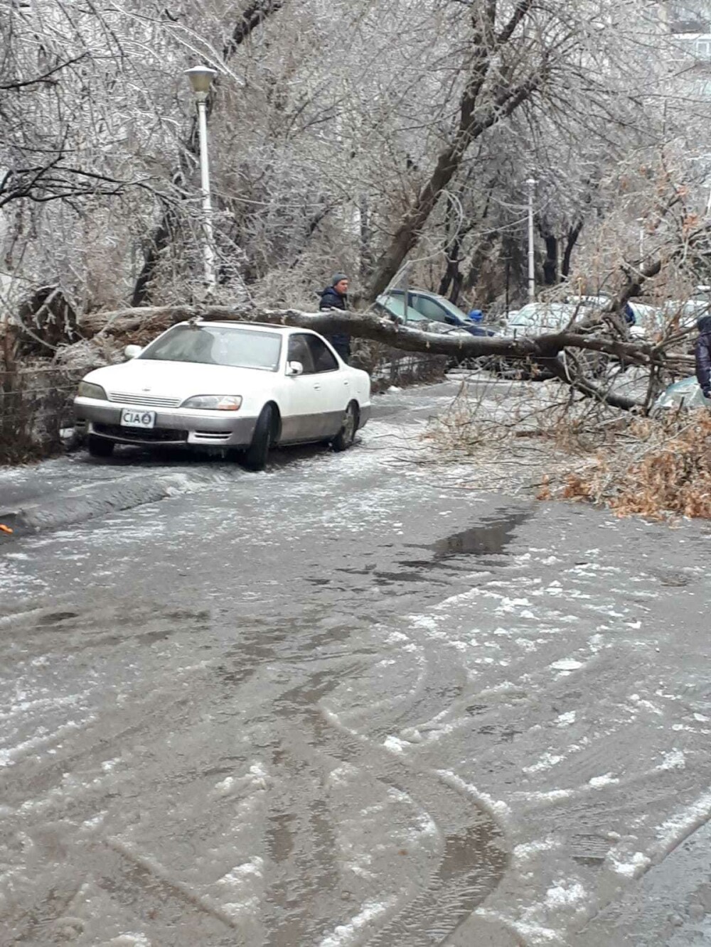 Scene ”apocaliptice” cu sute de copaci căzuți din cauza ploii înghețate. GALERIE FOTO - Imaginea 32