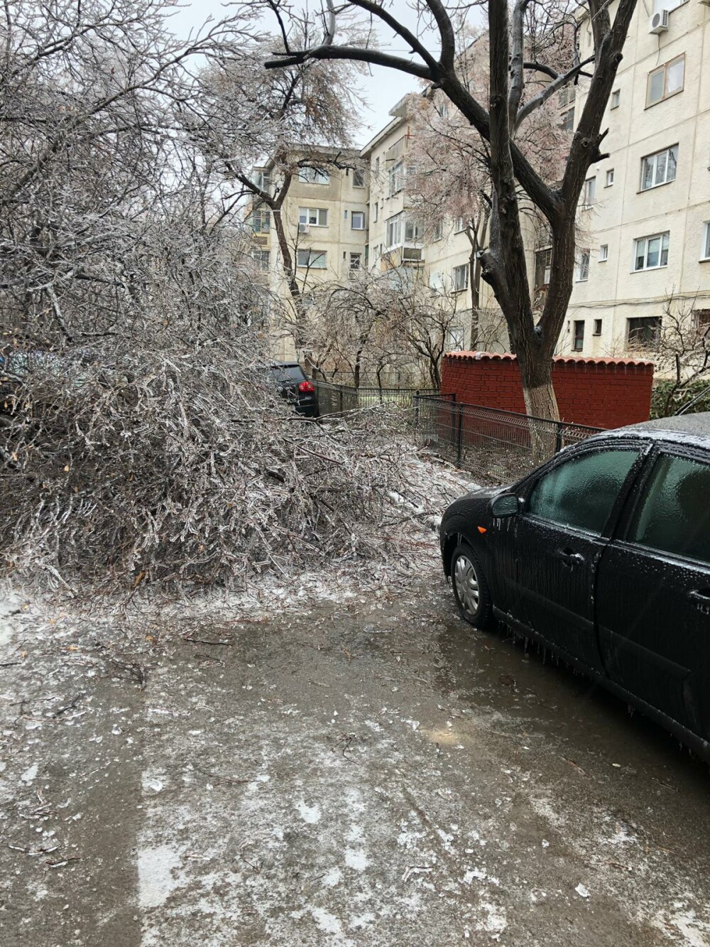 Scene ”apocaliptice” cu sute de copaci căzuți din cauza ploii înghețate. GALERIE FOTO - Imaginea 19