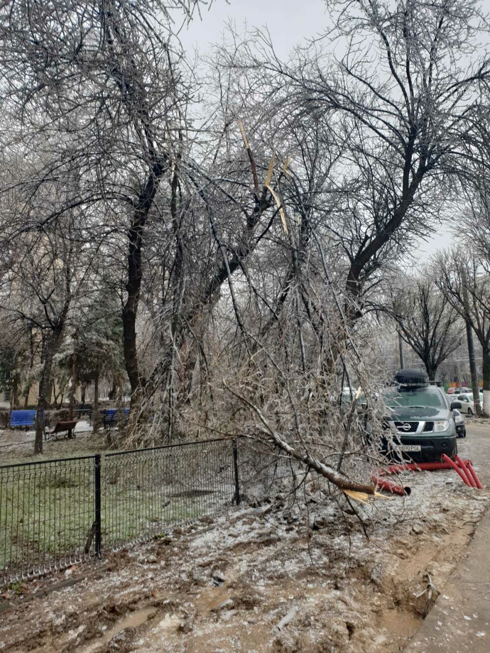Scene ”apocaliptice” cu sute de copaci căzuți din cauza ploii înghețate. GALERIE FOTO - Imaginea 18