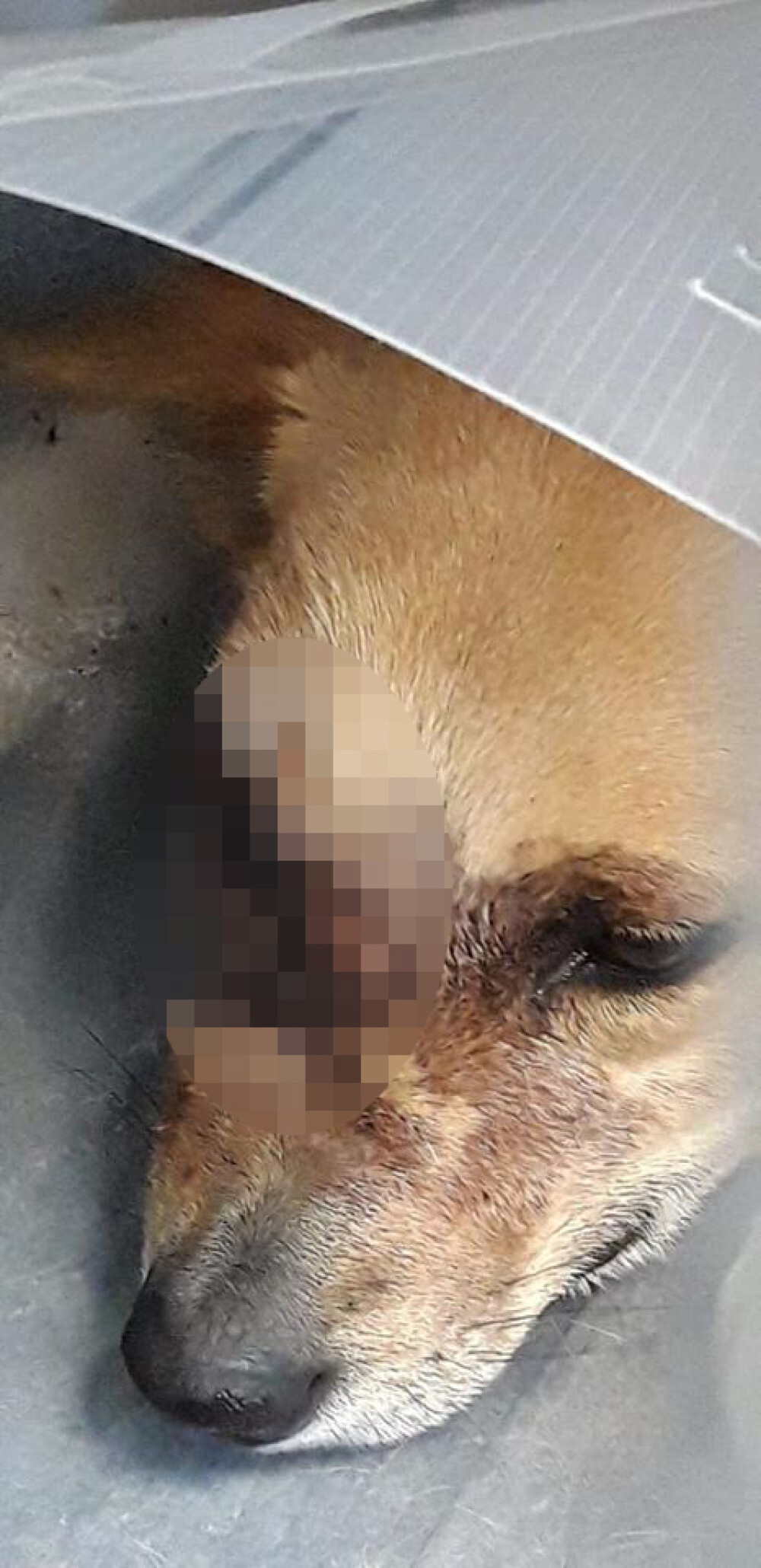 O cățelușă a fost mutilată în Satu Mare după ce o persoană i-a băgat o petardă în gură - Imaginea 2
