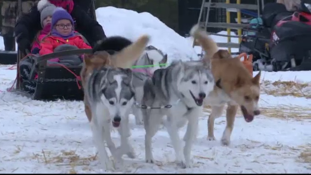 Cum s-au îmbogățit finlandezii de pe urma câinilor husky. Specialiștii sunt îngrijprați - Imaginea 1
