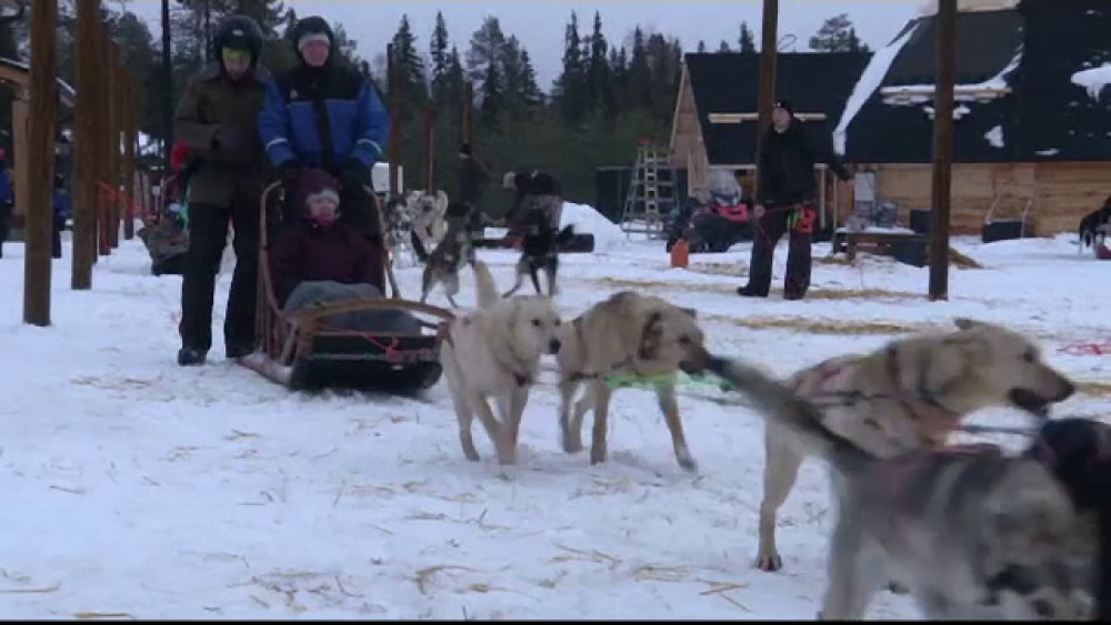 Cum s-au îmbogățit finlandezii de pe urma câinilor husky. Specialiștii sunt îngrijprați - Imaginea 2