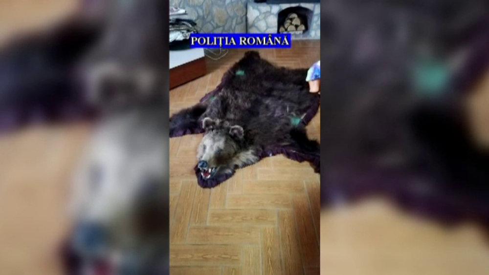 Bărbat din Brașov, cercetat de poliție după ce și-a ucis porcii cu pușca de vânătoare - Imaginea 1