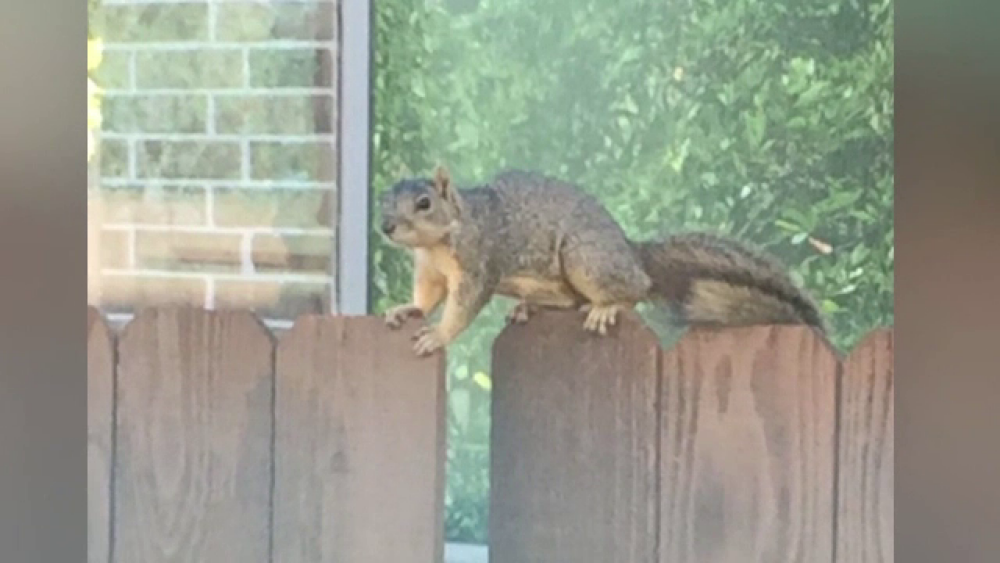Veverița care terorizează un întreg cartier. „Am ajuns să nu mai ieșim din casă” - Imaginea 3