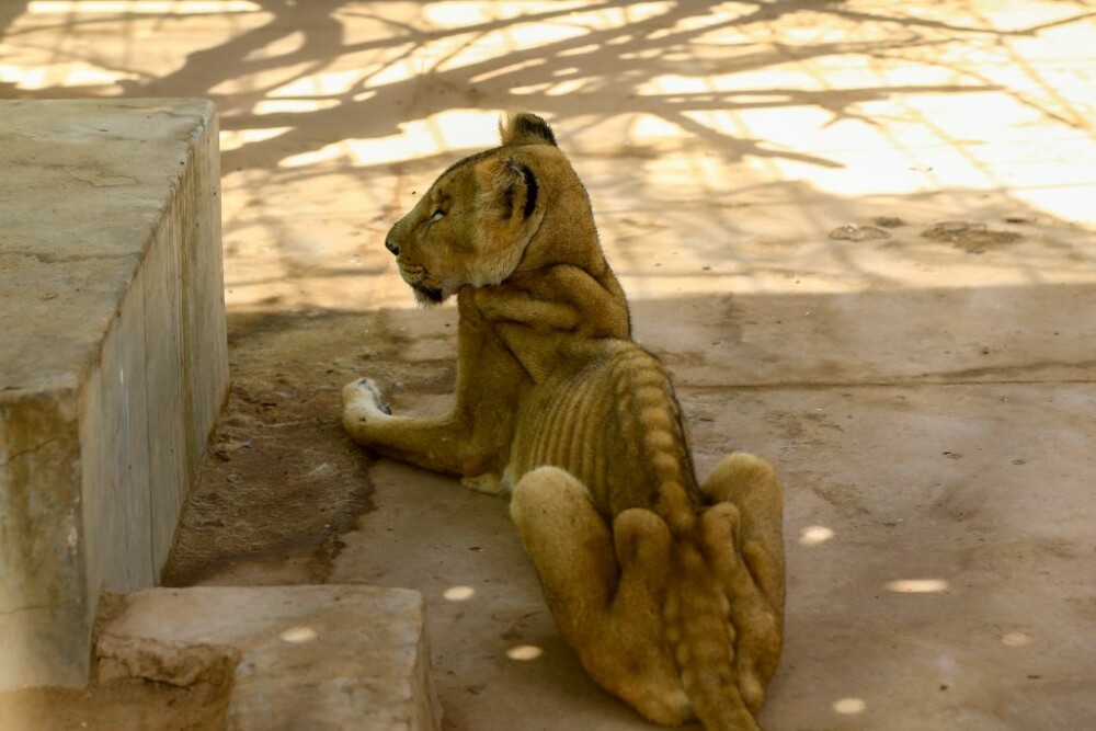 Cum au ajuns să arate leii dintr-un parc din Sudan, ținuți nemâncați și în condiții mizere - Imaginea 1