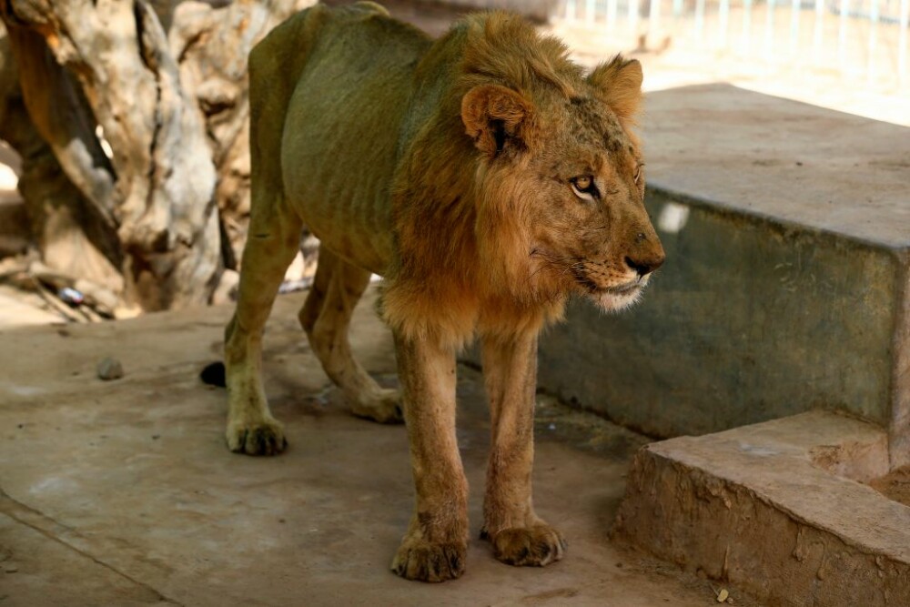 Cum au ajuns să arate leii dintr-un parc din Sudan, ținuți nemâncați și în condiții mizere - Imaginea 2