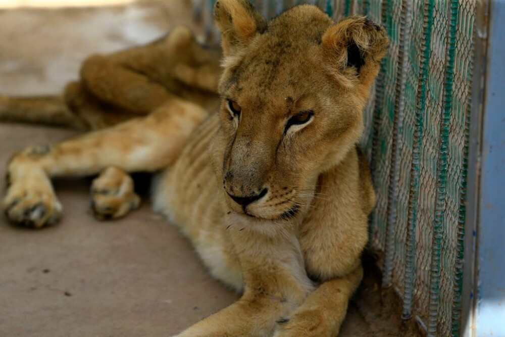 Cum au ajuns să arate leii dintr-un parc din Sudan, ținuți nemâncați și în condiții mizere - Imaginea 3