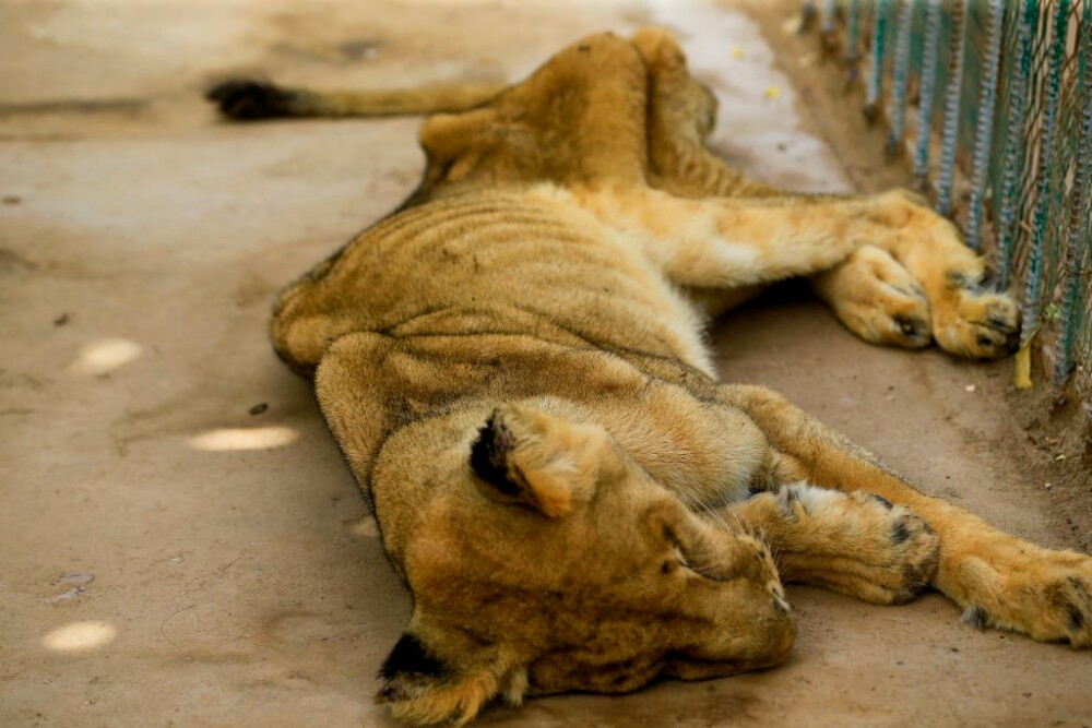 Cum au ajuns să arate leii dintr-un parc din Sudan, ținuți nemâncați și în condiții mizere - Imaginea 4