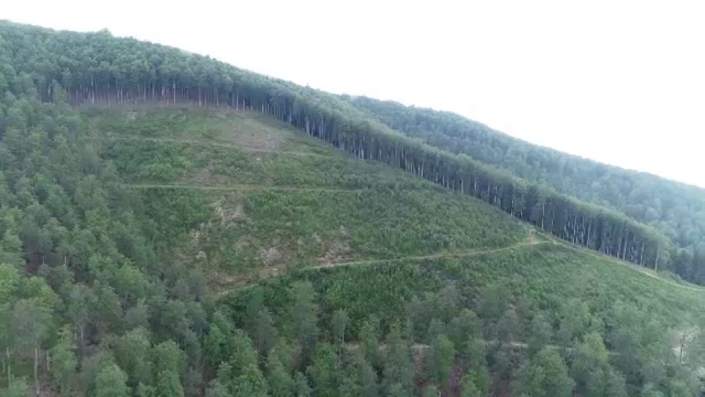 Pădurile din țară, într-o situație dezolantă. De ce ar trebui să luăm Austria ca exemplu - Imaginea 3
