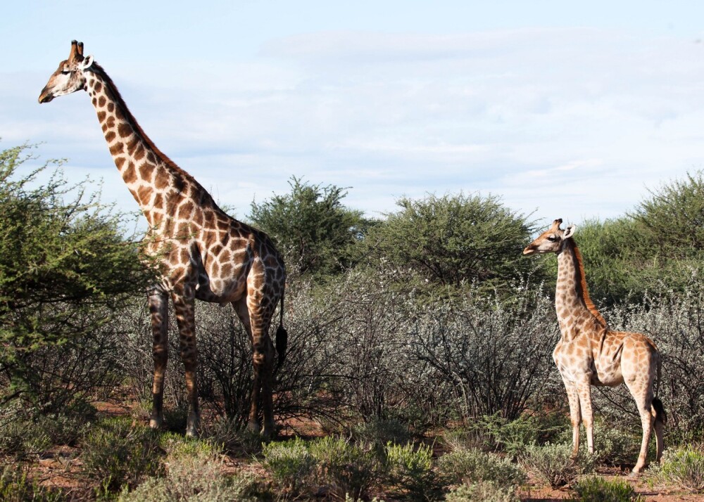 Oamenii de știință au descoperit cu uimire două girafe pitice, în Africa. FOTO - Imaginea 1