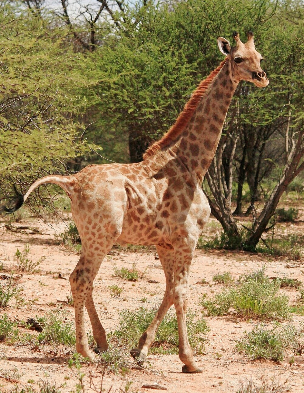 Oamenii de știință au descoperit cu uimire două girafe pitice, în Africa. FOTO - Imaginea 3
