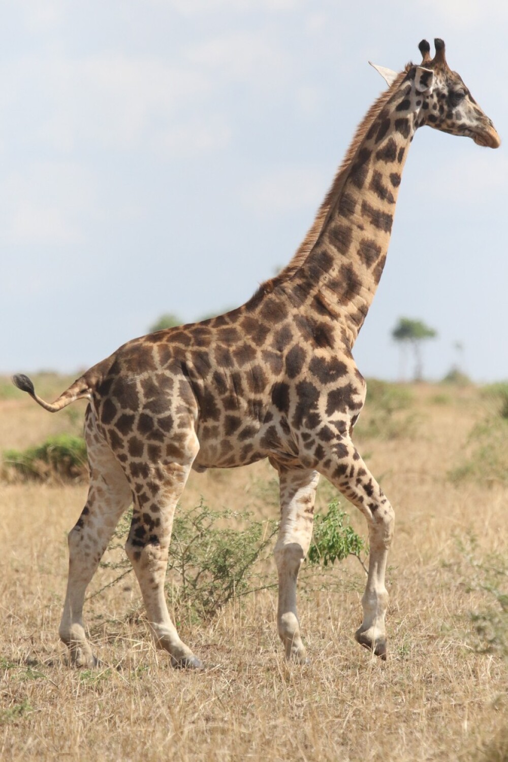 Oamenii de știință au descoperit cu uimire două girafe pitice, în Africa. FOTO - Imaginea 4