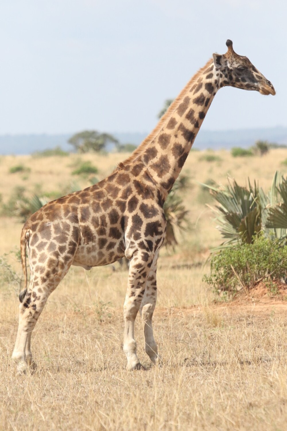 Oamenii de știință au descoperit cu uimire două girafe pitice, în Africa. FOTO - Imaginea 5