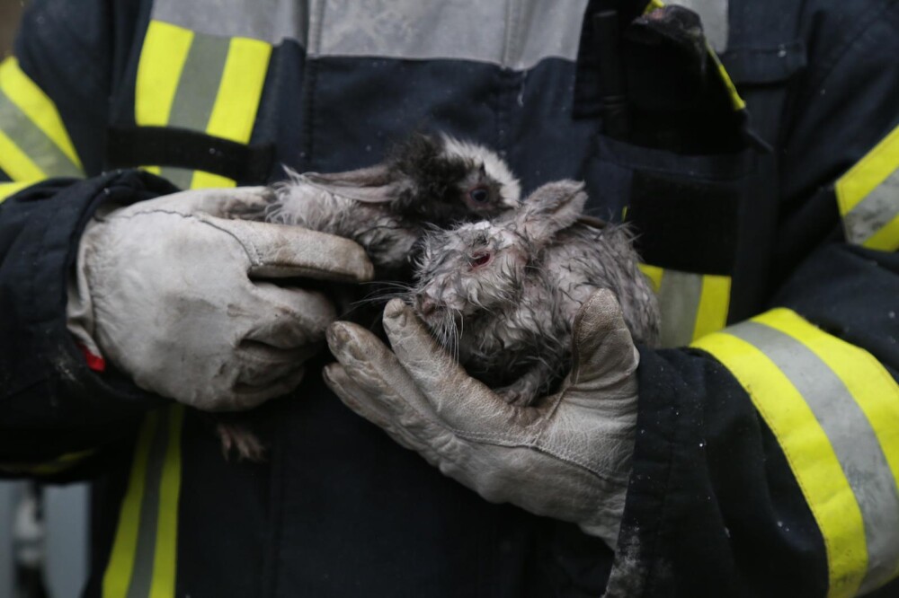FOTO. Pompierii bucureșteni au salvat doi iepuri dintr-un incendiu izbucnit într-un bloc - Imaginea 1