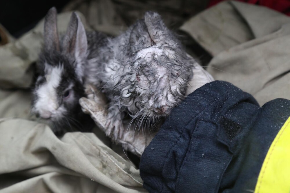 FOTO. Pompierii bucureșteni au salvat doi iepuri dintr-un incendiu izbucnit într-un bloc - Imaginea 2