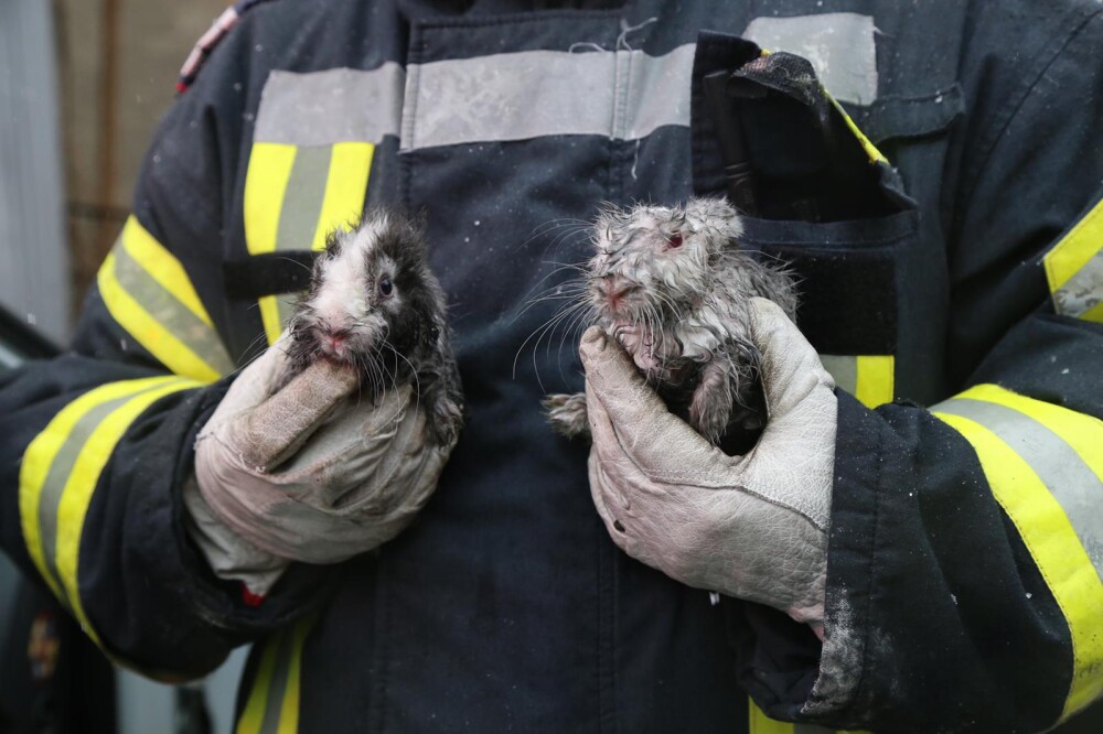 FOTO. Pompierii bucureșteni au salvat doi iepuri dintr-un incendiu izbucnit într-un bloc - Imaginea 3