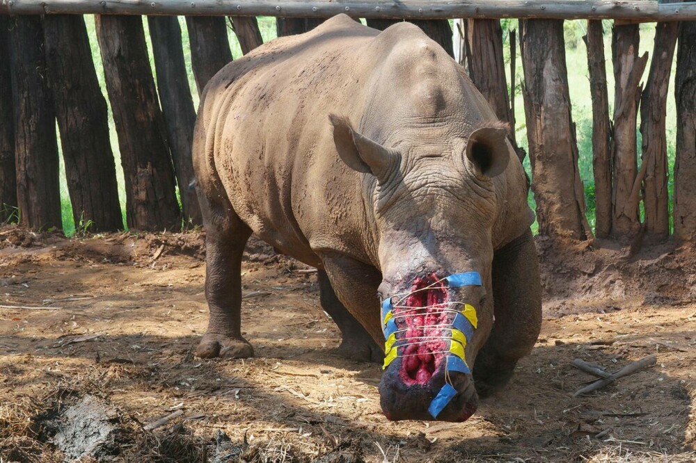 Un rinocer sud-african căruia i-a fost îndepărtat cornul cu brutalitate s-a întors în sălbăticie după 6 ani de recuperare - Imaginea 3