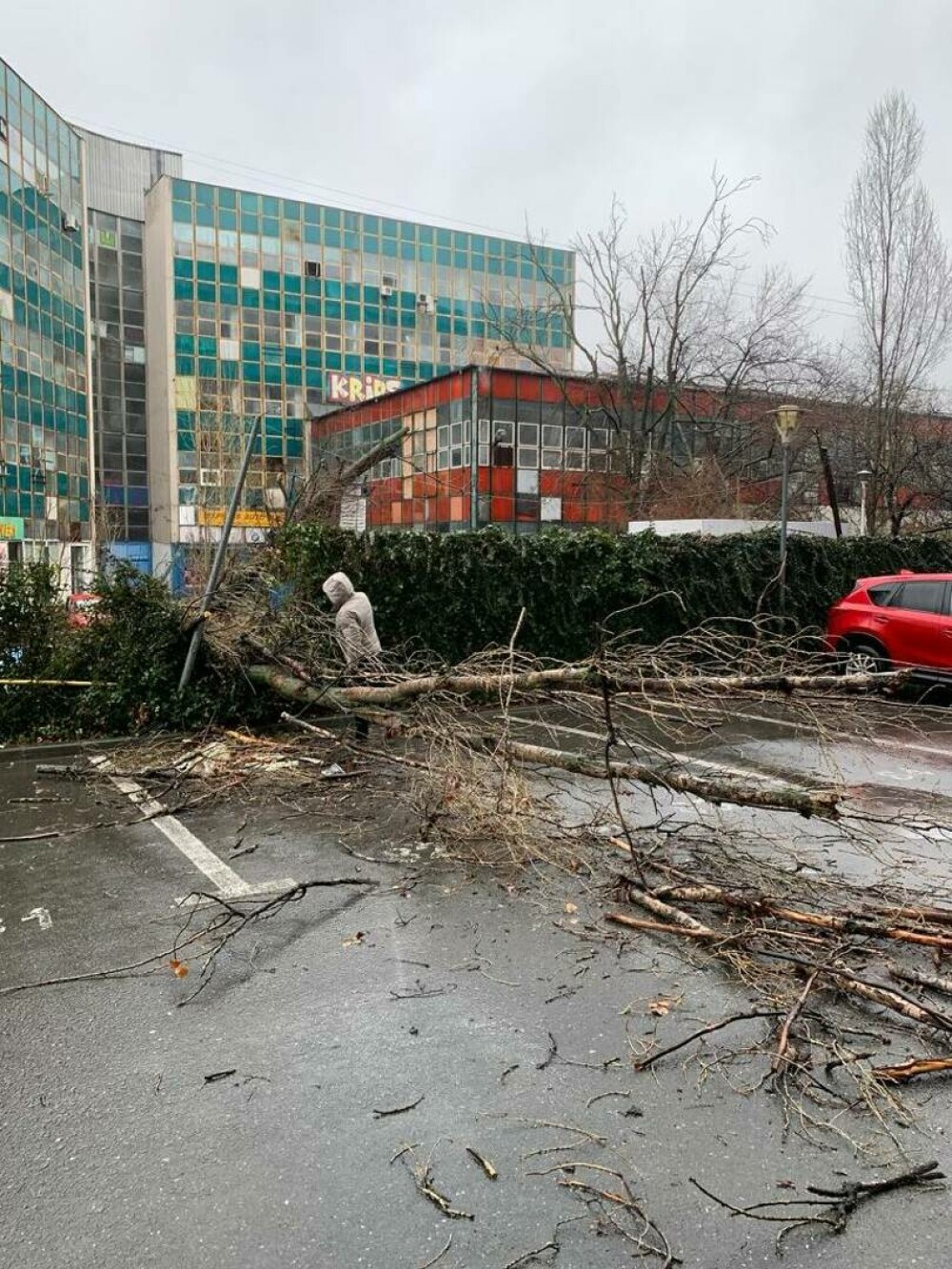 Un copac a căzut peste o tânără în București. GALERIE FOTO - Imaginea 3