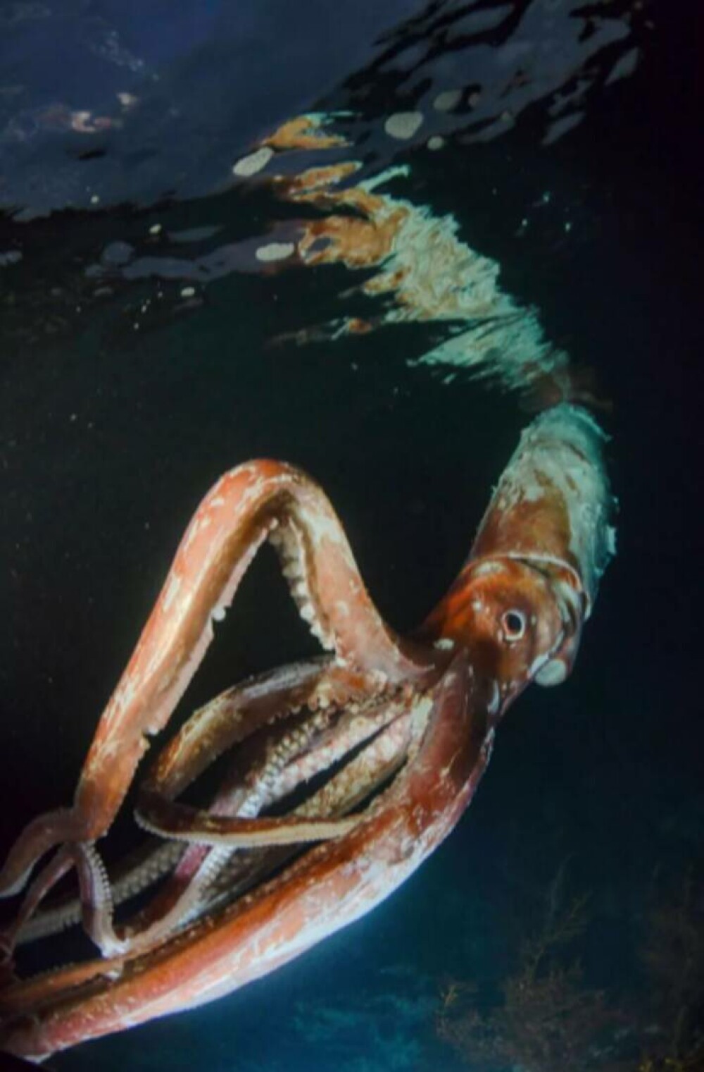 Creatura misterioasă peste care a dat un scafandru, în adâncul oceanului: „Dacă m-ar fi prins, nu aș mai fi scăpat” | VIDEO - Imaginea 3