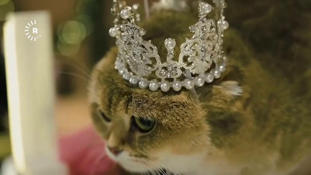 Peste 300 de pisici s-au întrecut pentru titlul de Miss. Cum arată câștigătoarele. GALERIE FOTO - Imaginea 1