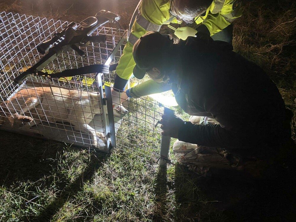 ASPA anunță că a prins 12 câini adulți și doi pui în zona Lacul Morii. GALERIE FOTO - Imaginea 11