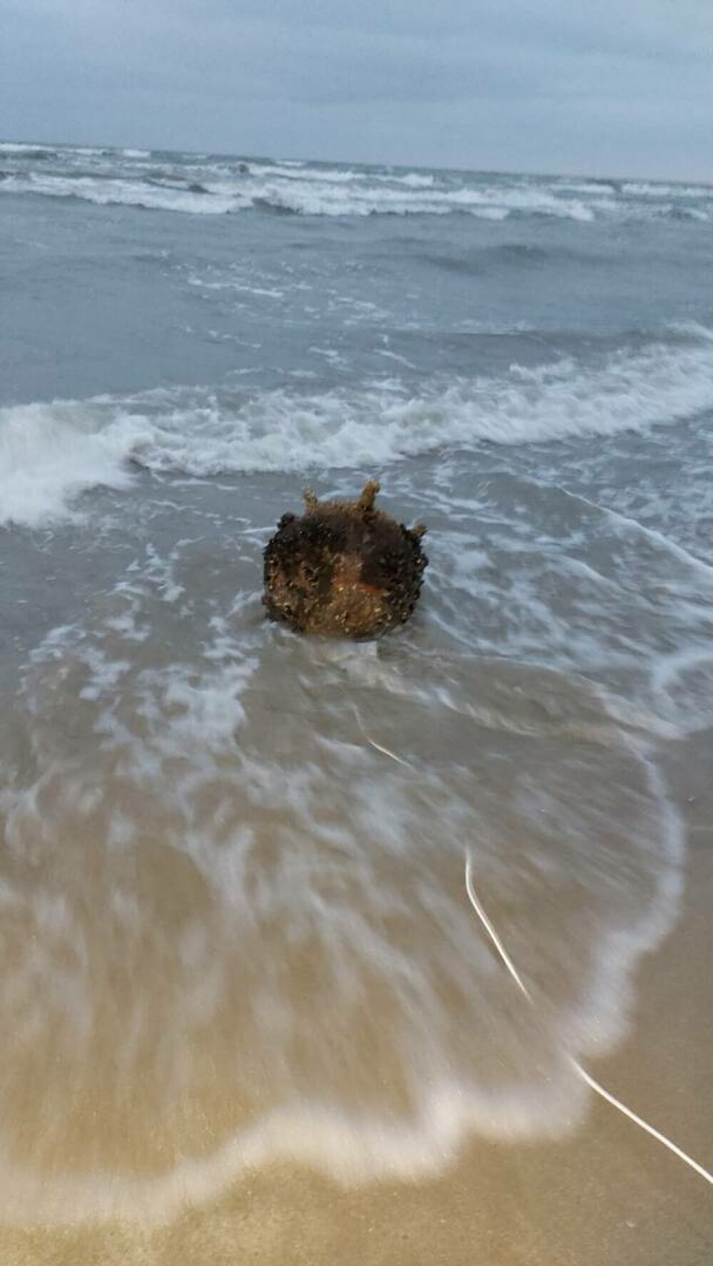 Mina marină descoperită de poliţiştii de frontieră pe plajă, în zona localităţii Sfântu Gheorghe, neutralizată - Imaginea 9