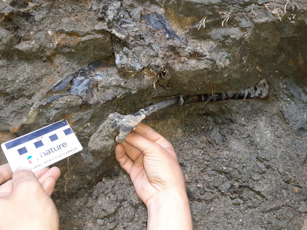 Fosile de dinozaur, unice în lume, descoperite în Hunedoara. Ce au constatat oamenii de știință | GALERIE FOTO - Imaginea 1