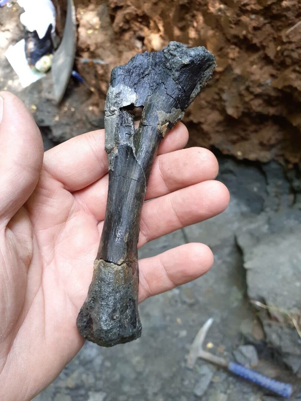 Fosile de dinozaur, unice în lume, descoperite în Hunedoara. Ce au constatat oamenii de știință | GALERIE FOTO - Imaginea 4