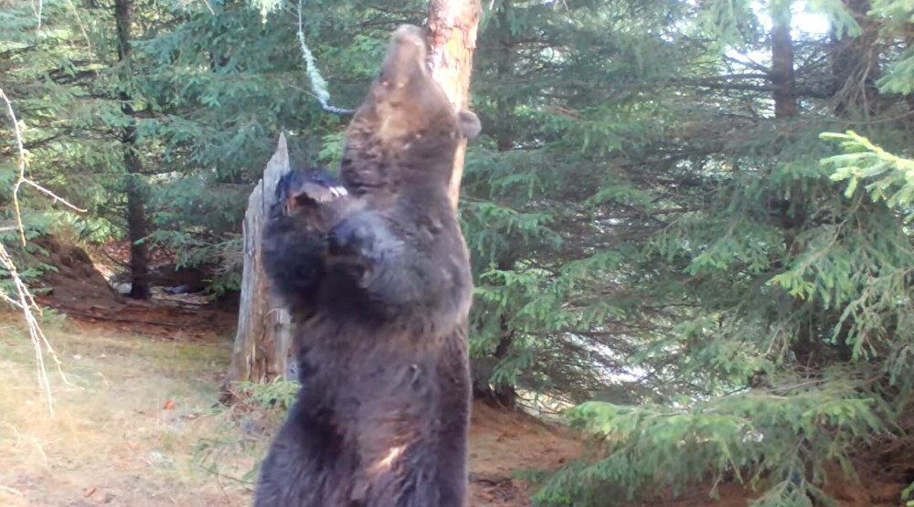 De ce se scarpină urșii de copaci. Mai multe exemplare au fost filmate în Bucegi. VIDEO - Imaginea 1