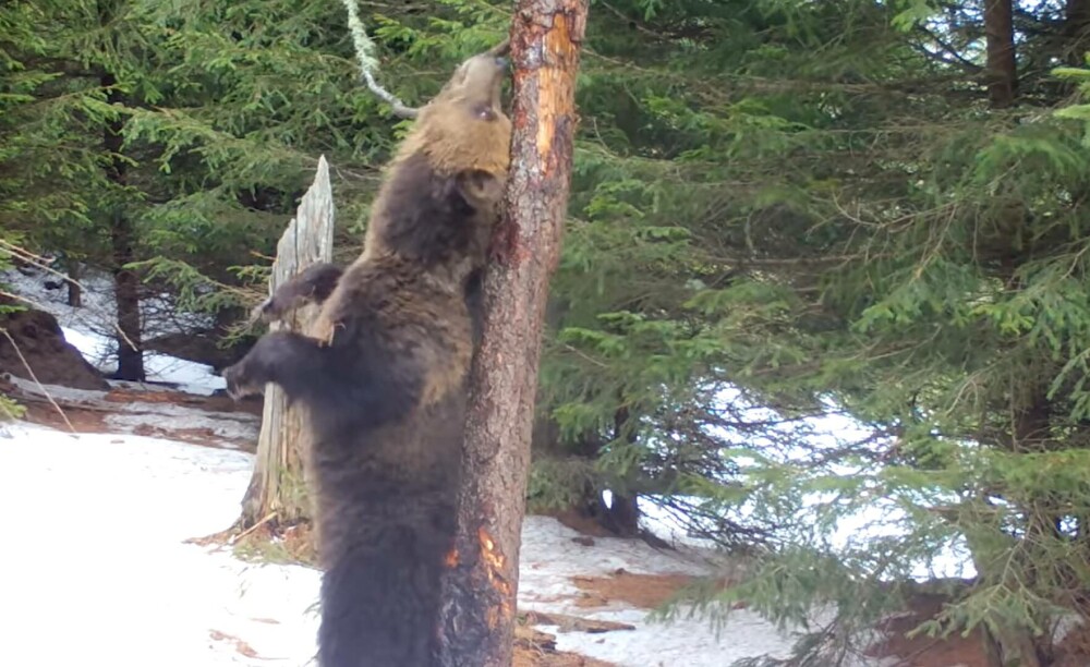 De ce se scarpină urșii de copaci. Mai multe exemplare au fost filmate în Bucegi. VIDEO - Imaginea 2