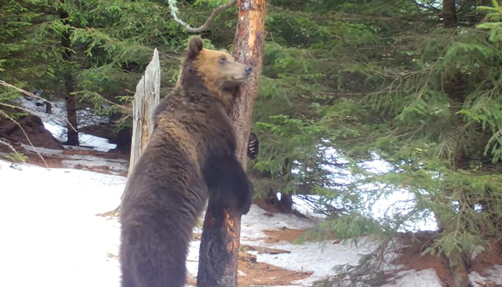 De ce se scarpină urșii de copaci. Mai multe exemplare au fost filmate în Bucegi. VIDEO - Imaginea 3